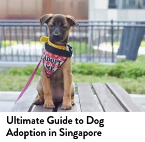 Guide to Dog Adoption in Singapore