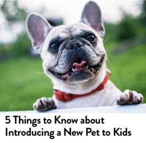 Introducing a New Pet to Kids