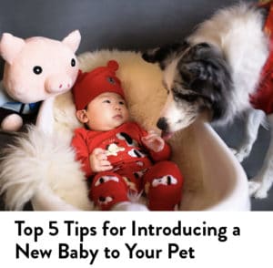 Top 5 Tips for Introducing a New Baby to Your Pet
