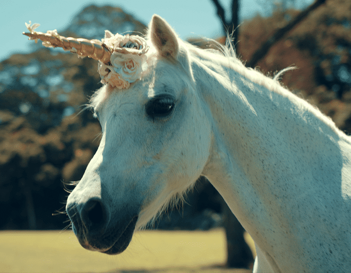 places to visit in singapore bukit timah saddle club horse unicorn