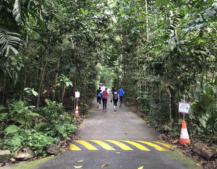 bukit timah trail main road