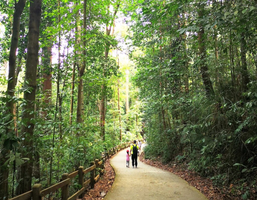 date ideas singapore - hiking at Bukit Timah Nature Reserve hiking trails
