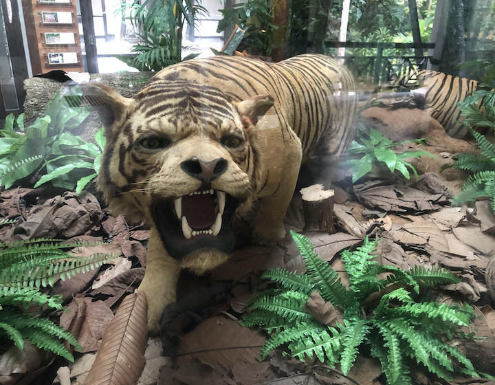 bukit timah nature reserve visitor centre display tiger