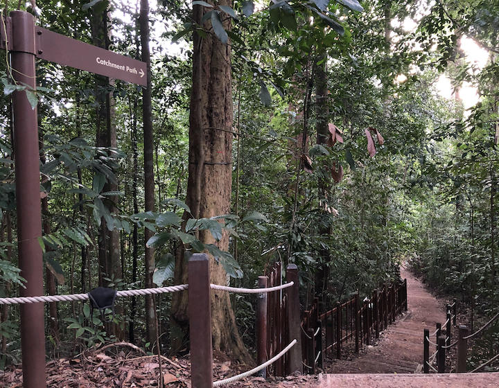 bukit timah trail hiking catchment path