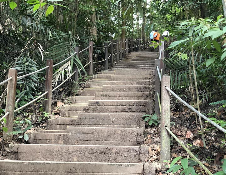bukit timah nature reserve summit steps