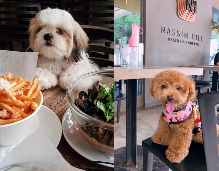 dog cafe singapore orchard nassim hill bakery