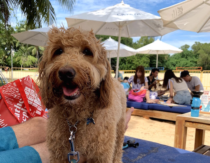 dog cafe singapore sentosa