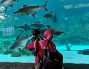 river safari singapore fish tank mekong giant catfish