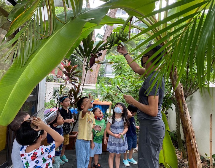Preschool for Multiple Intelligences Garden of Senses banana tree
