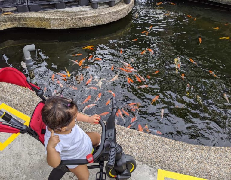 qian hu fish farm guide kid friendly