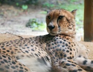 singapore zoo animal Cheetah