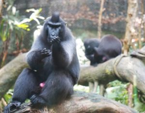 singapore zoo animal celebes crested macaque primate monkey