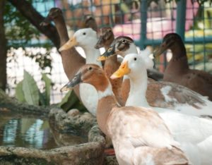 singapore zoo animal duck kidzworld