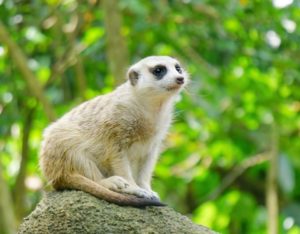singapore zoo animal meerkat