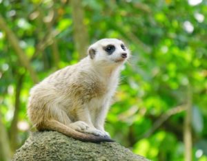 singapore zoo animal meerkat