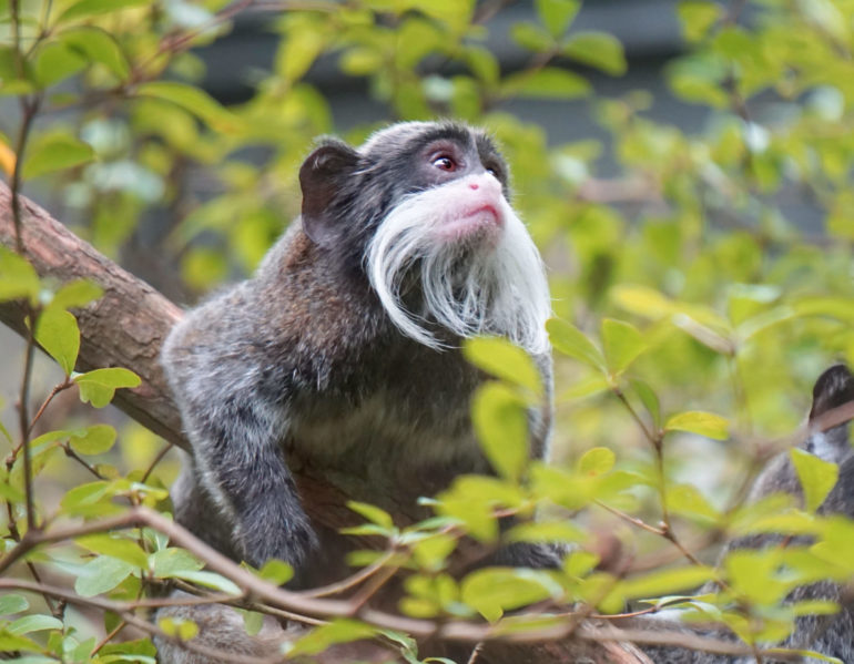 singapore zoo animal monkey