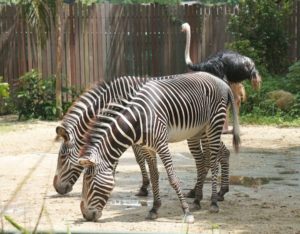singapore zoo animal zebra ostrich