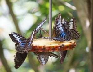 singapore zoo fragile forest butterfly