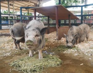 singapore zoo kidzworld pig