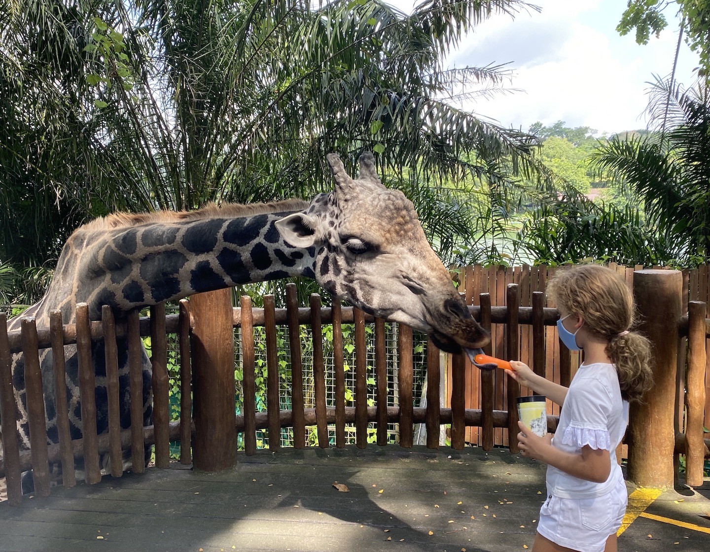 singapore Zoo WRS giraffe feeding 