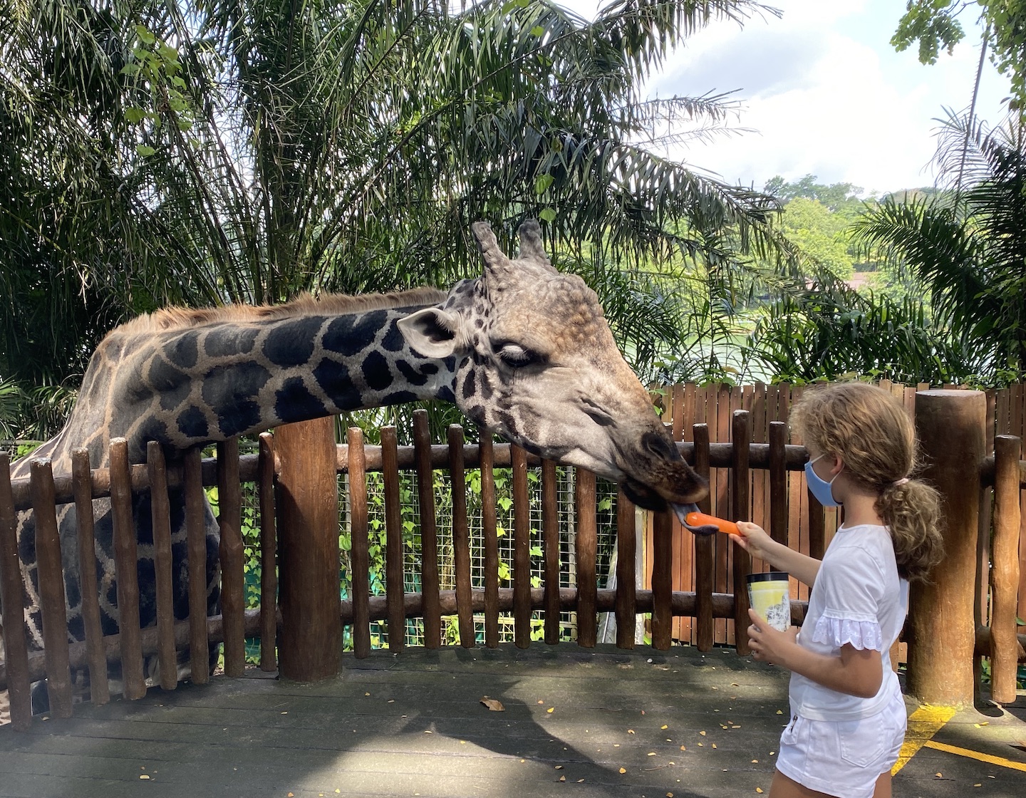 Singapore Zoo Promotions: Tickets, Animal Feeding Times, Shows Singapore Zoo Promotions: Tickets, Animal Feeding Times, Shows
