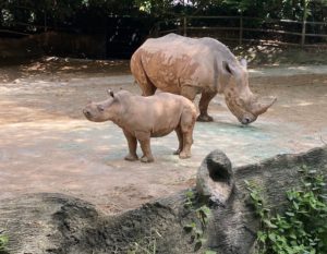 singapore zoo animal rhino baby