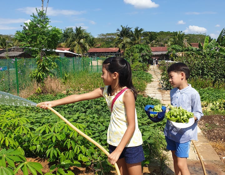 urban vegetable fruit farm singapore nature nook green up singapore