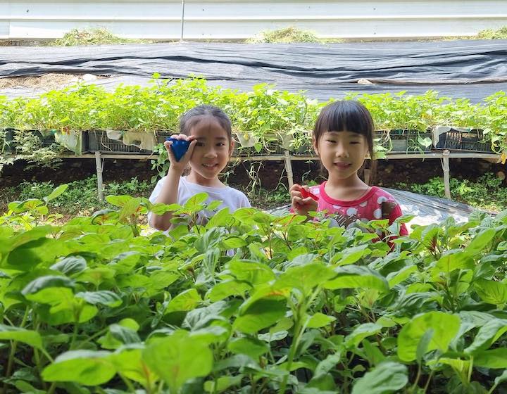 urban vegetable fruit farm singapore quan fa organic