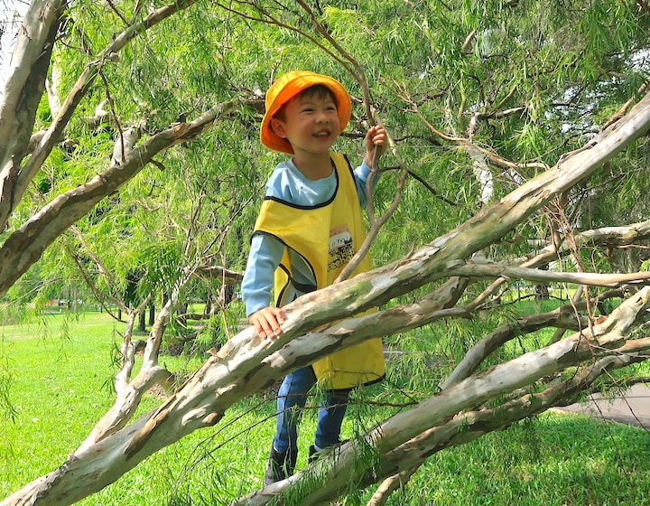 explorers forestplay