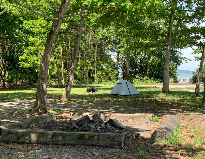 Pulau Ubin Camping - Wild boars