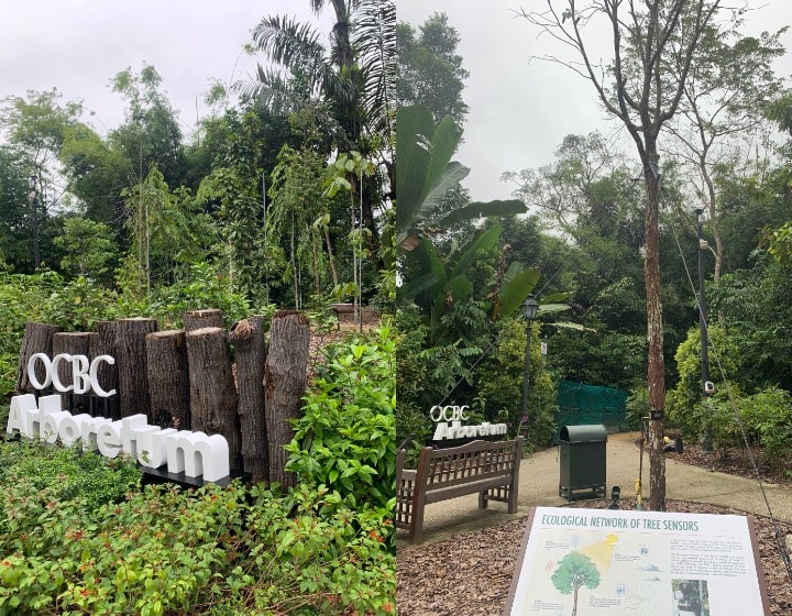 Singapore Botanic Gardens - OCBC Arboretum