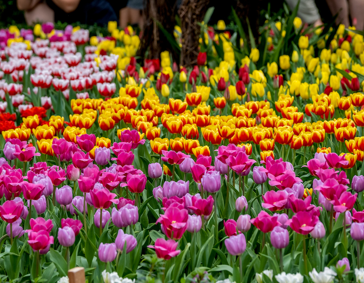 gardens by the bay tulipmania 2023