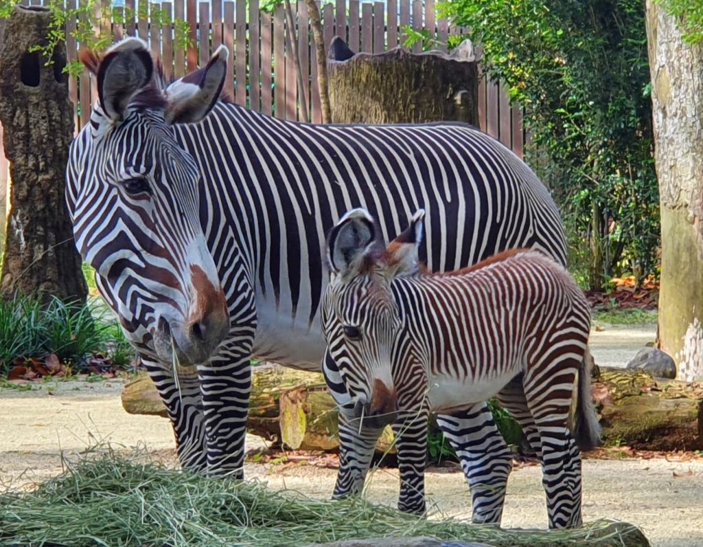 singapore-zoo-mandai-new-baby-Zebra-foal