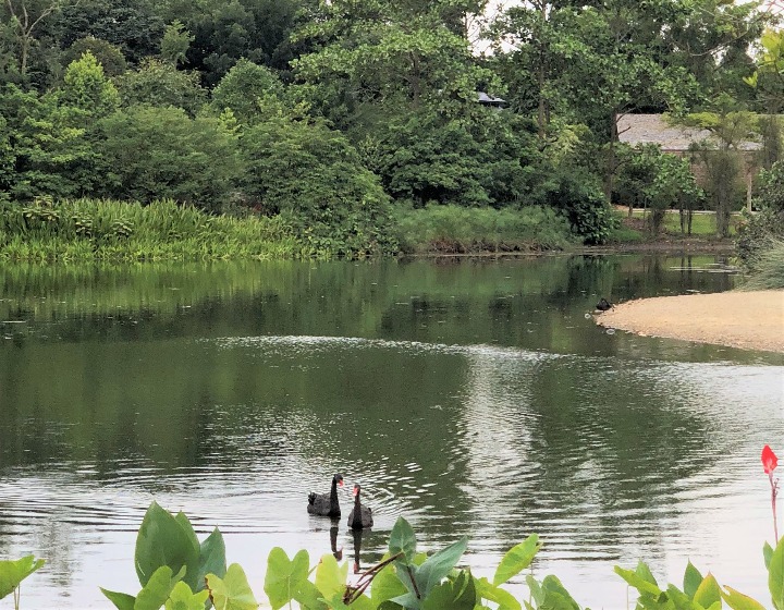 Singapore Botanic Gardens - Eco-Lake