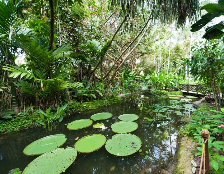 Singapore Botanic Gardens - Ginger Garden