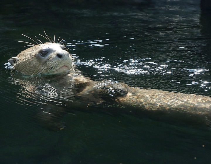 River Wonders river safari Otter swimming