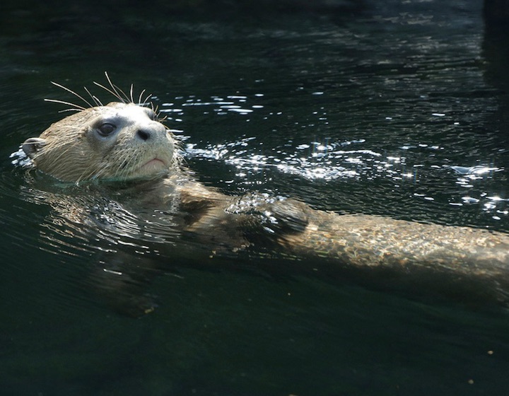 River Wonders river safari singapore Otter swimming