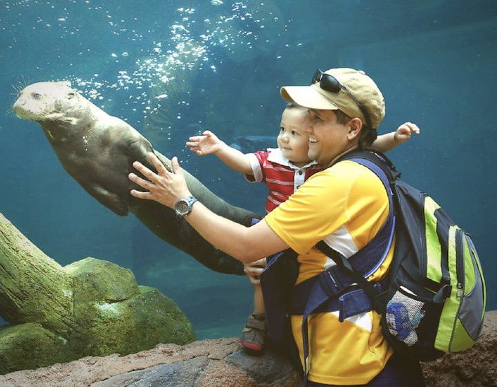 River Wonders Singapore /River Safari: Baby Panda & Animal Shows River Wonders Singapore /River Safari: Baby Panda & Animal Shows