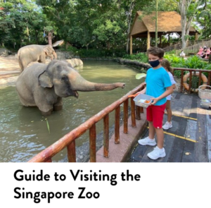 Guide to Visiting the Singapore Zoo