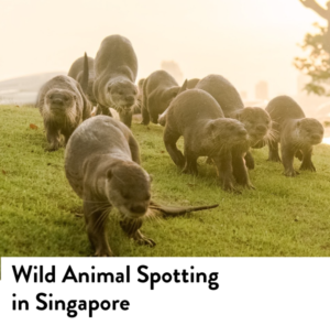 Guide to Wild Animal Spotting In Singapore