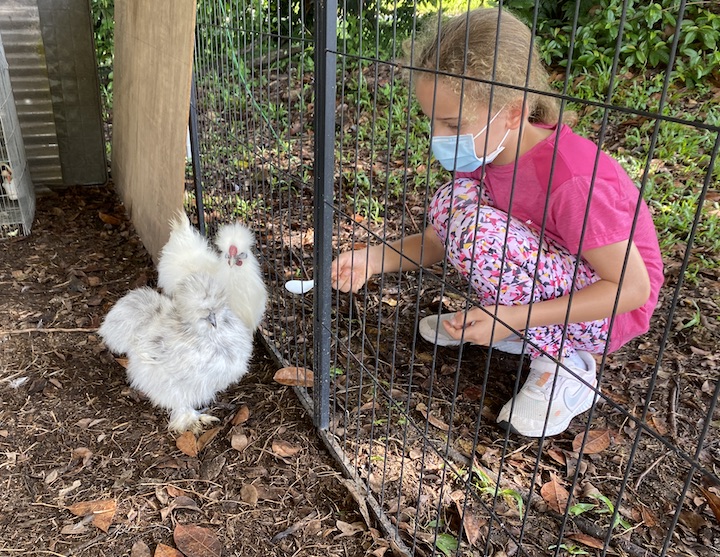 goat farms in singapore and animal farms in singapore 