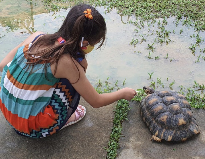 kids activities singapore for families turtle musuem