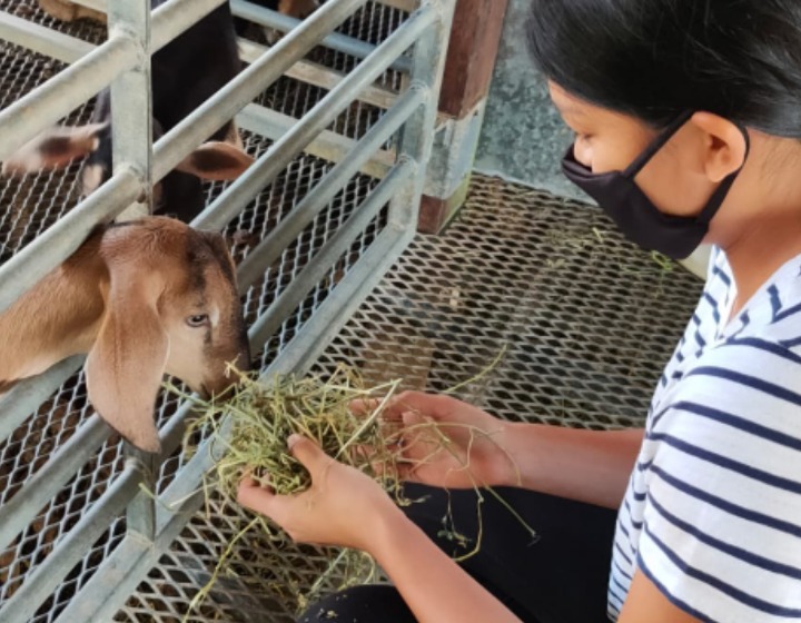 SuperPark Singapore June Holiday Camps - Local Farm Adventures