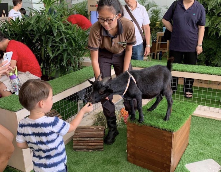 animal farm singapore singapore zoo