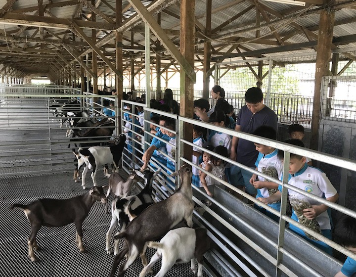 goat farms in singapore animal farms in singapore petting zoo singapore - Hay Dairies Goat Farm