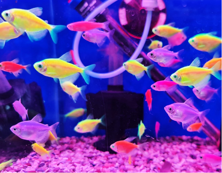 aquarium shop pet fish singapore- 181 Aquarium