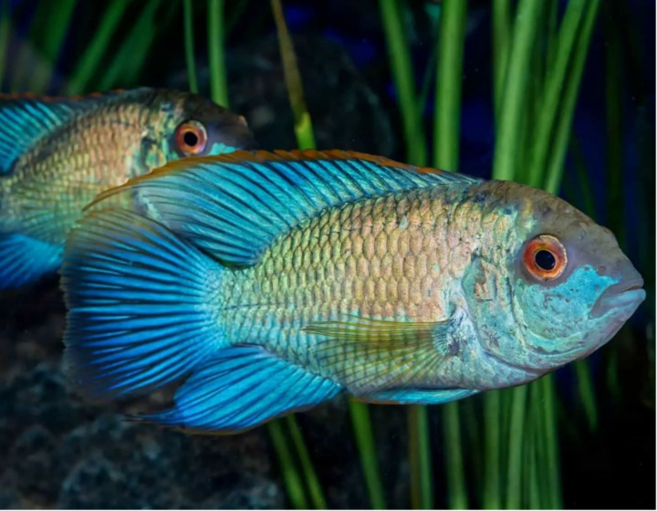 fish shops near me aquarium shop pet fish singapore