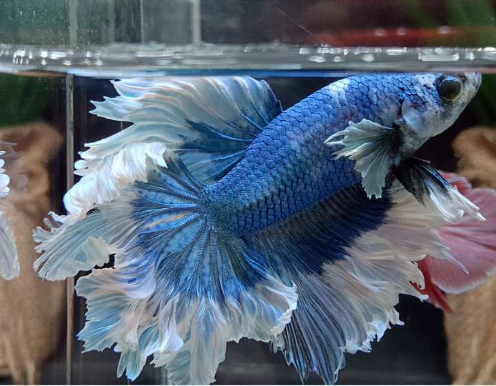 aquarium shop pet fish singapore - Fishyhub