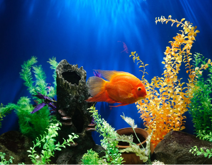 aquarium shop pet fish singapore - LFS Aquarium