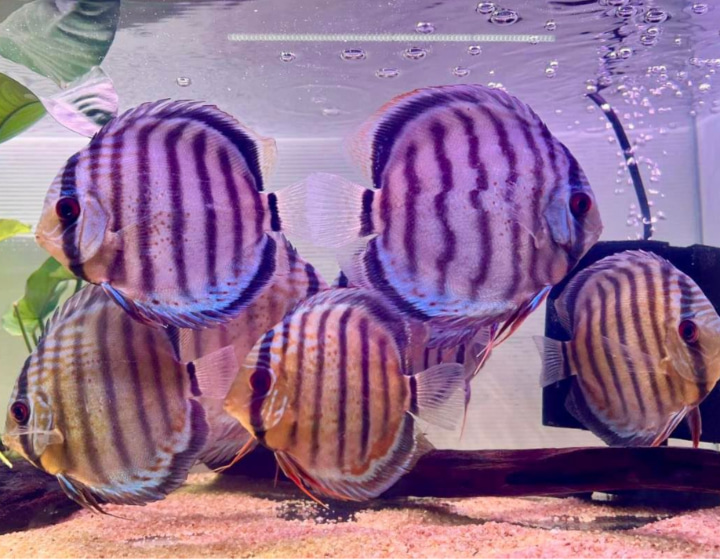 aquarium shop pet fish singapore - That Aquarium